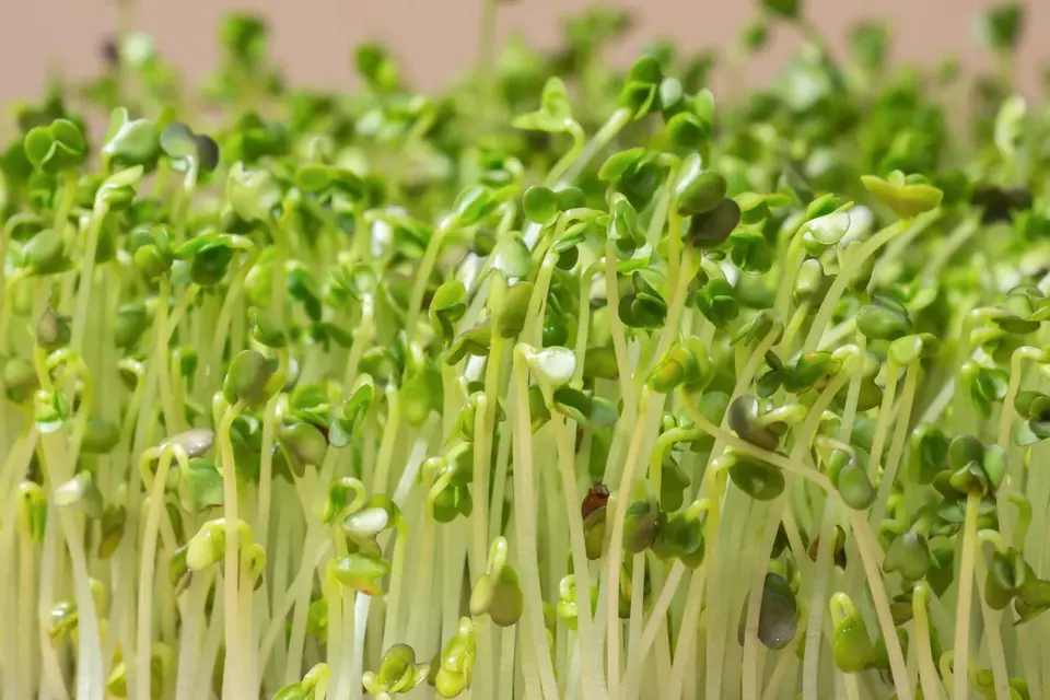 Broccoli sprouts next to a tray of broccoli microgreens