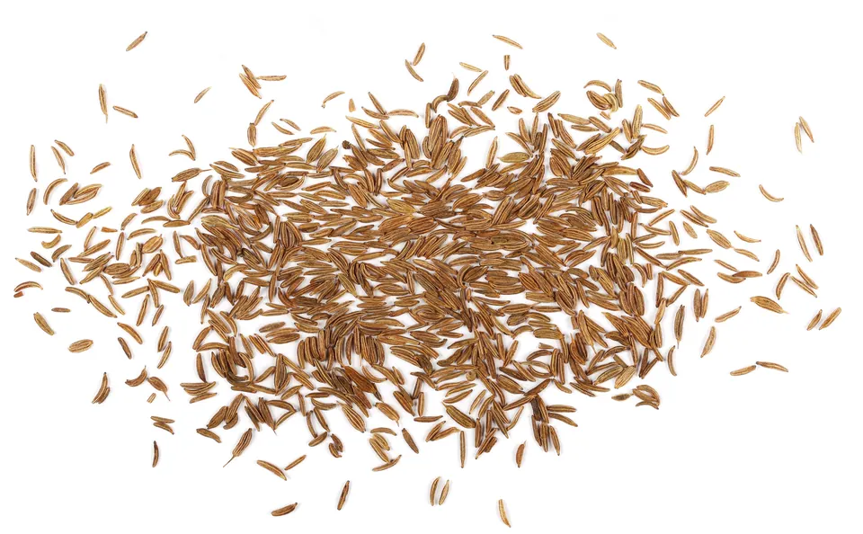 Fine caraway microgreens