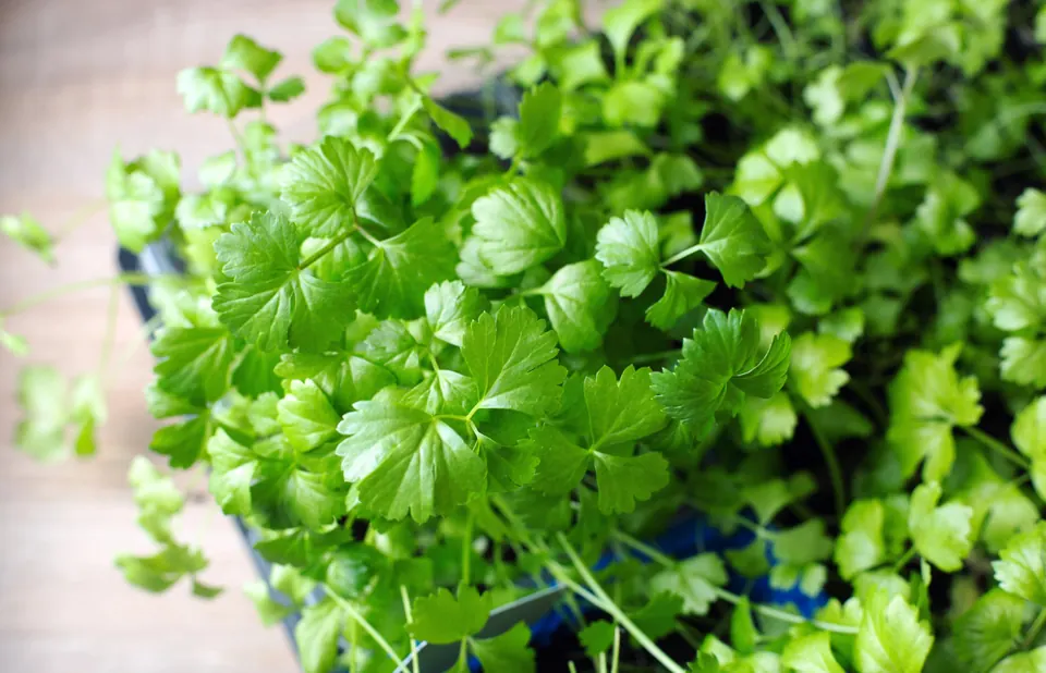 Small celery microgreens with bright green leaves