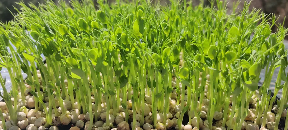 Sprouted chickpeas with short white tails in a bowl