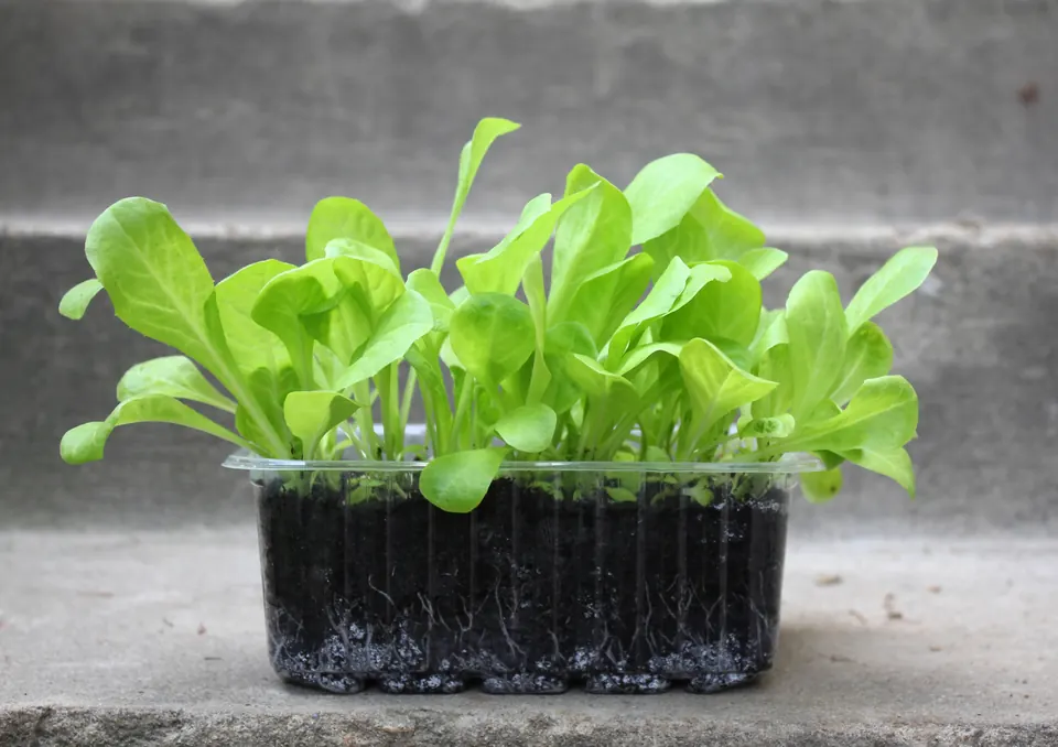 Small endive microgreens