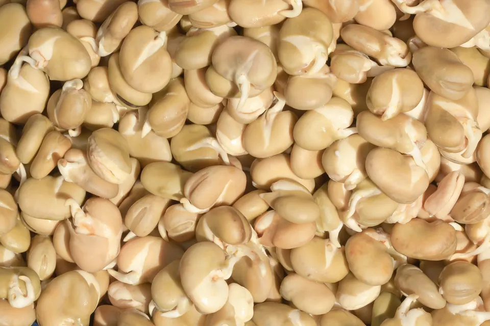 Tall green fava bean shoots growing in a tray