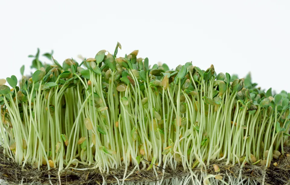 Flax sprouts growing in a dense mat on a tray