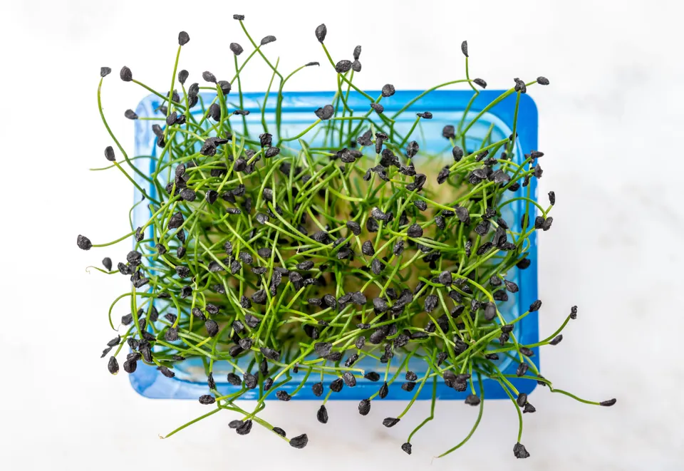 Thin garlic chive microgreens