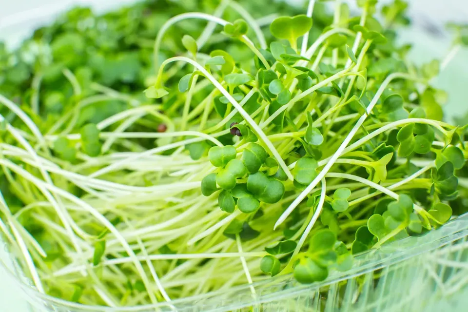 Several colourful microgreens side by side