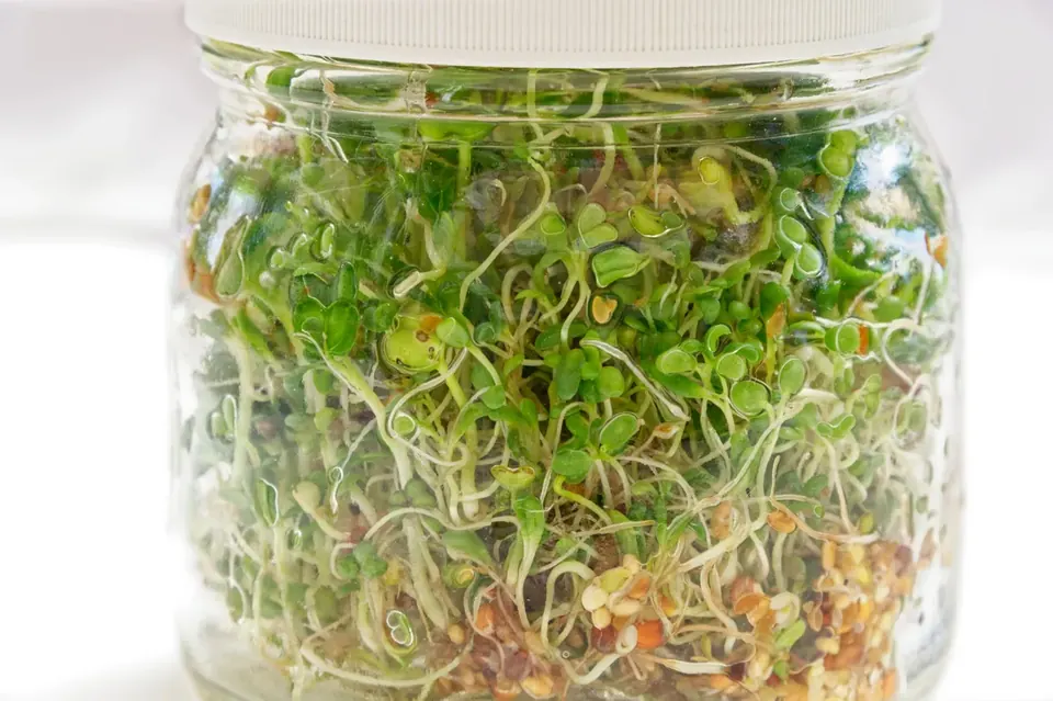 A jar of sprouts next to a calendar