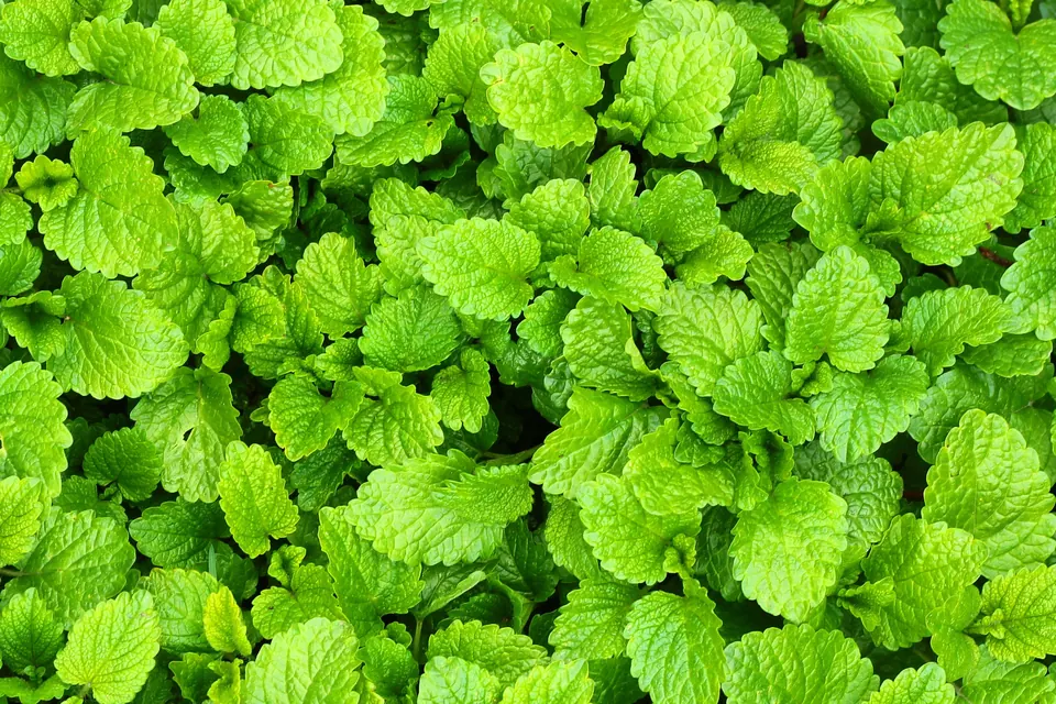 Small lemon balm microgreens