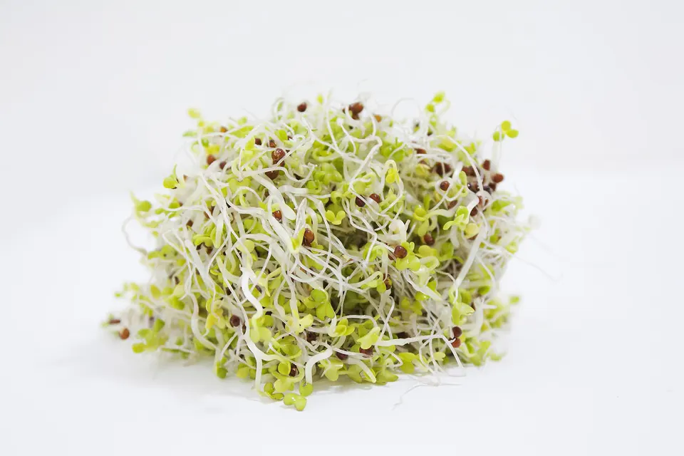 Spigarello microgreens with green leaves