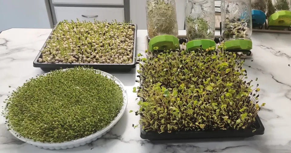 Sprouting jars and microgreen trays on a counter