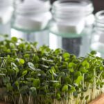 freshness retention for microgreens