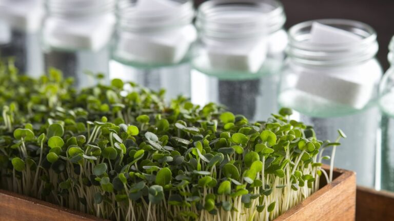 freshness retention for microgreens