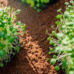 grow pea shoots microgreens
