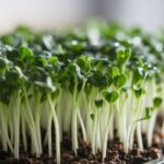 growing backwheat microgreens successfully