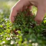 harvesting microgreens for freshness