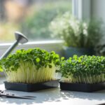 homegrown microgreens cultivation guide