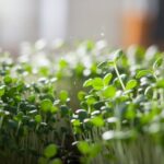 microgreens aid weight loss