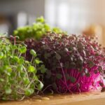microgreens enhance immune health