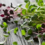 microgreens enhance nutritional intake