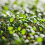 microgreens nutrient rich superfood choice
