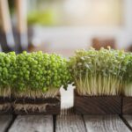 organic microgreens benefits comparison