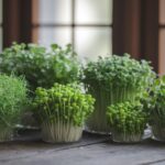 popular microgreens to grow