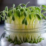 grow healthy pea sprouts