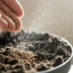 growing thyme from seeds