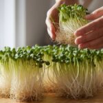 harvesting fresh sprouts efficiently