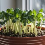 sprout broccoli raab successfully