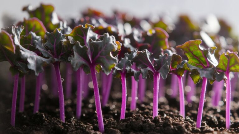 sprout red kale seeds