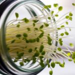 sprouting lentils made easy