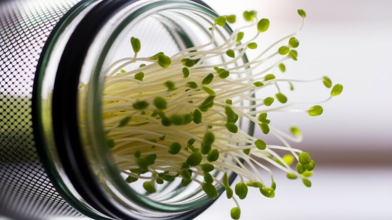 sprouting lentils made easy
