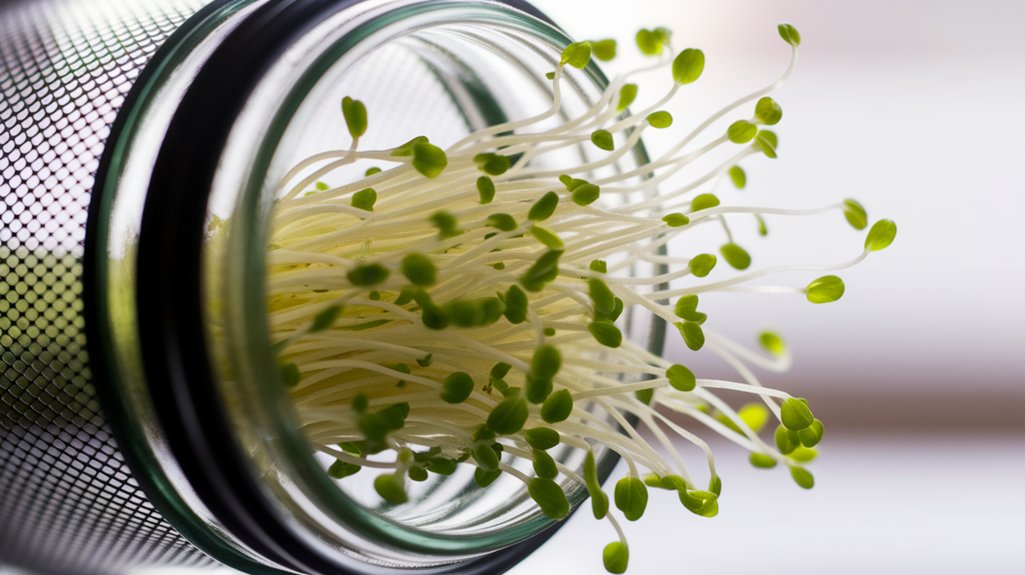 sprouting lentils made easy