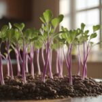 sprouting purple kohlrabi instructions