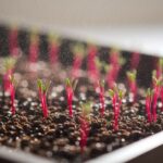 sprouting red amaranth seeds