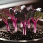 sprouting red cabbage seeds