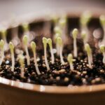sprouting sesame seeds instructions