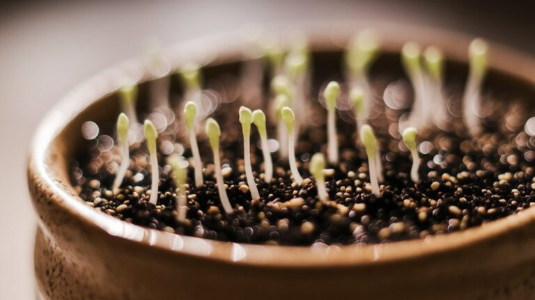 sprouting sesame seeds instructions
