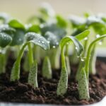 sprouting speckled peas process