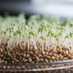 sprouting spelt grains process