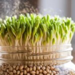 sprouting wheat step by step