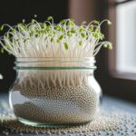 sprouting white quinoa process