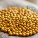 sprouting yellow mustard seeds