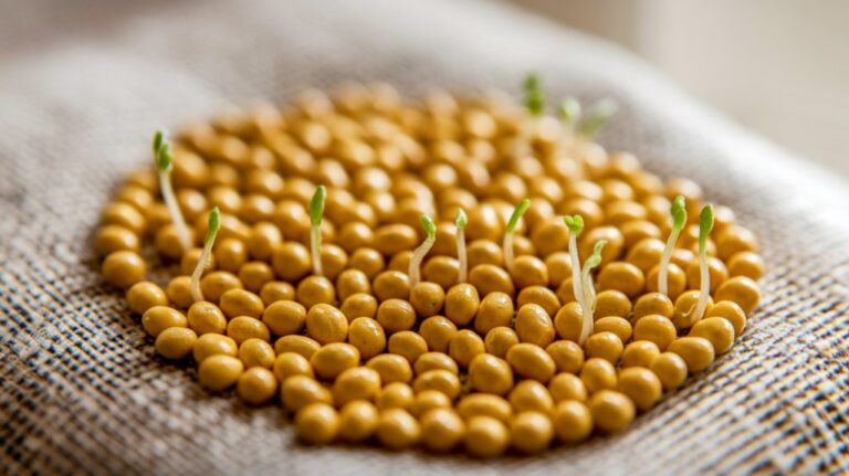 sprouting yellow mustard seeds