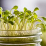 sprouting yellow pea seeds