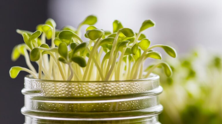 sprouting yellow pea seeds