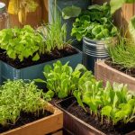 affordable sprout growing tips