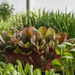 chemical free microgreens cultivation