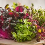exotic microgreens taste adventure