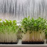 grow your own microgreens